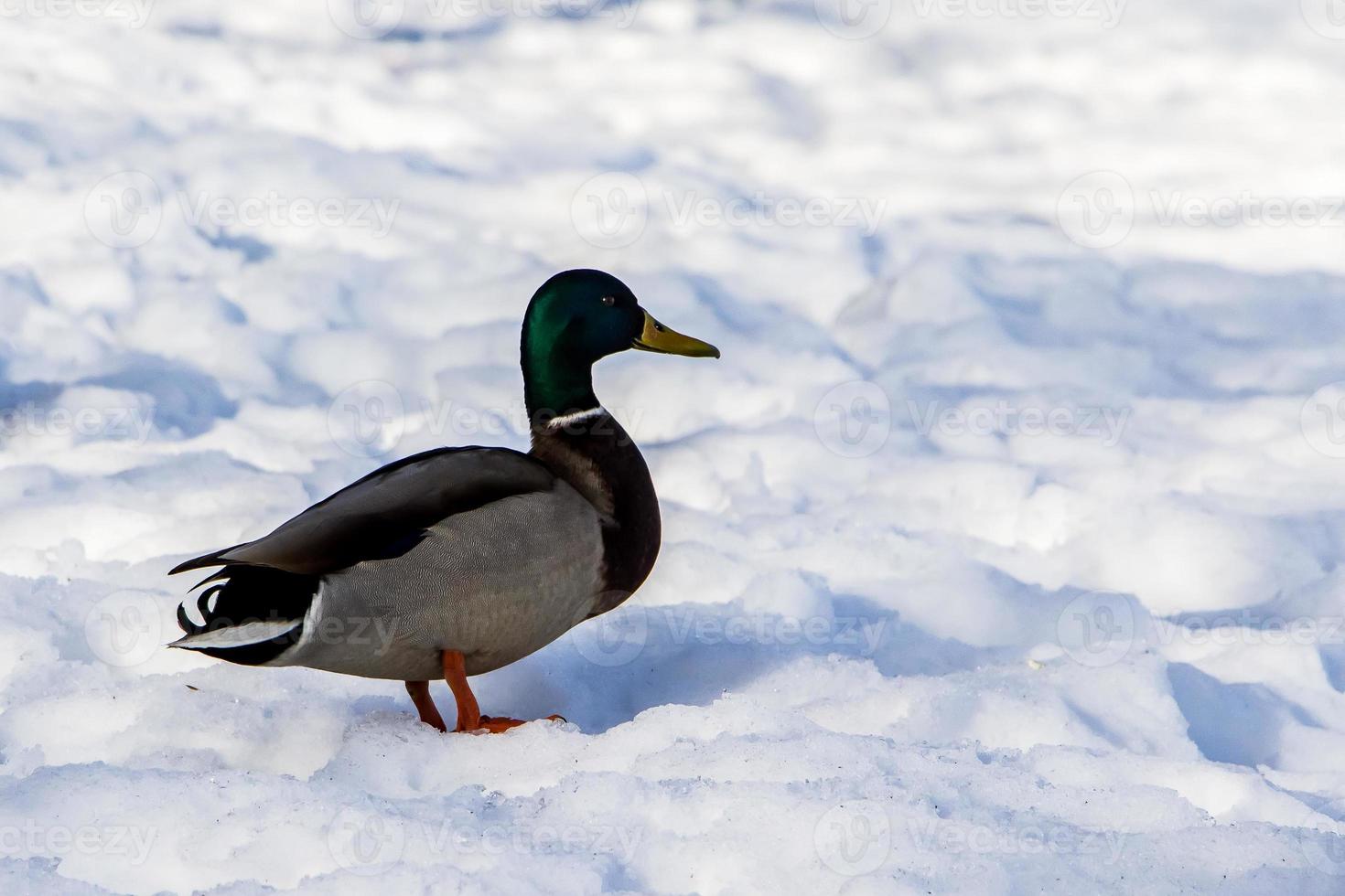 vilda ankor på vintern på en snöbakgrund foto