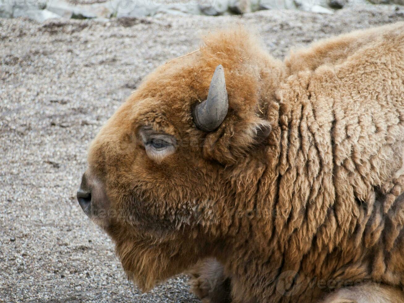 amerikan bison - huvud närbild foto