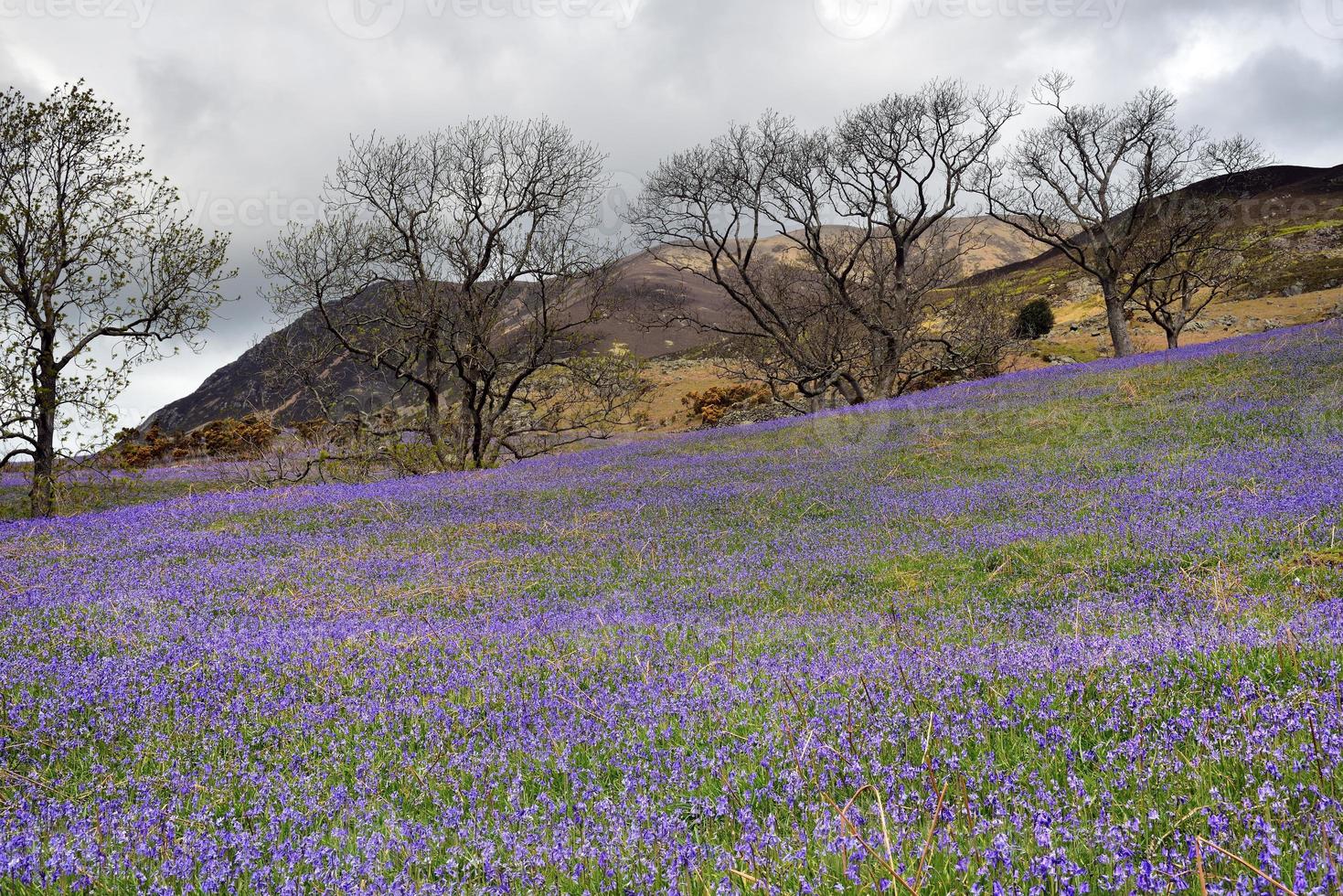 rannerdale blåklockor i full blom foto