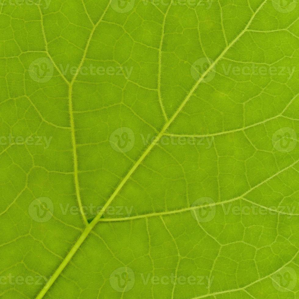 grönt blad konsistens foto