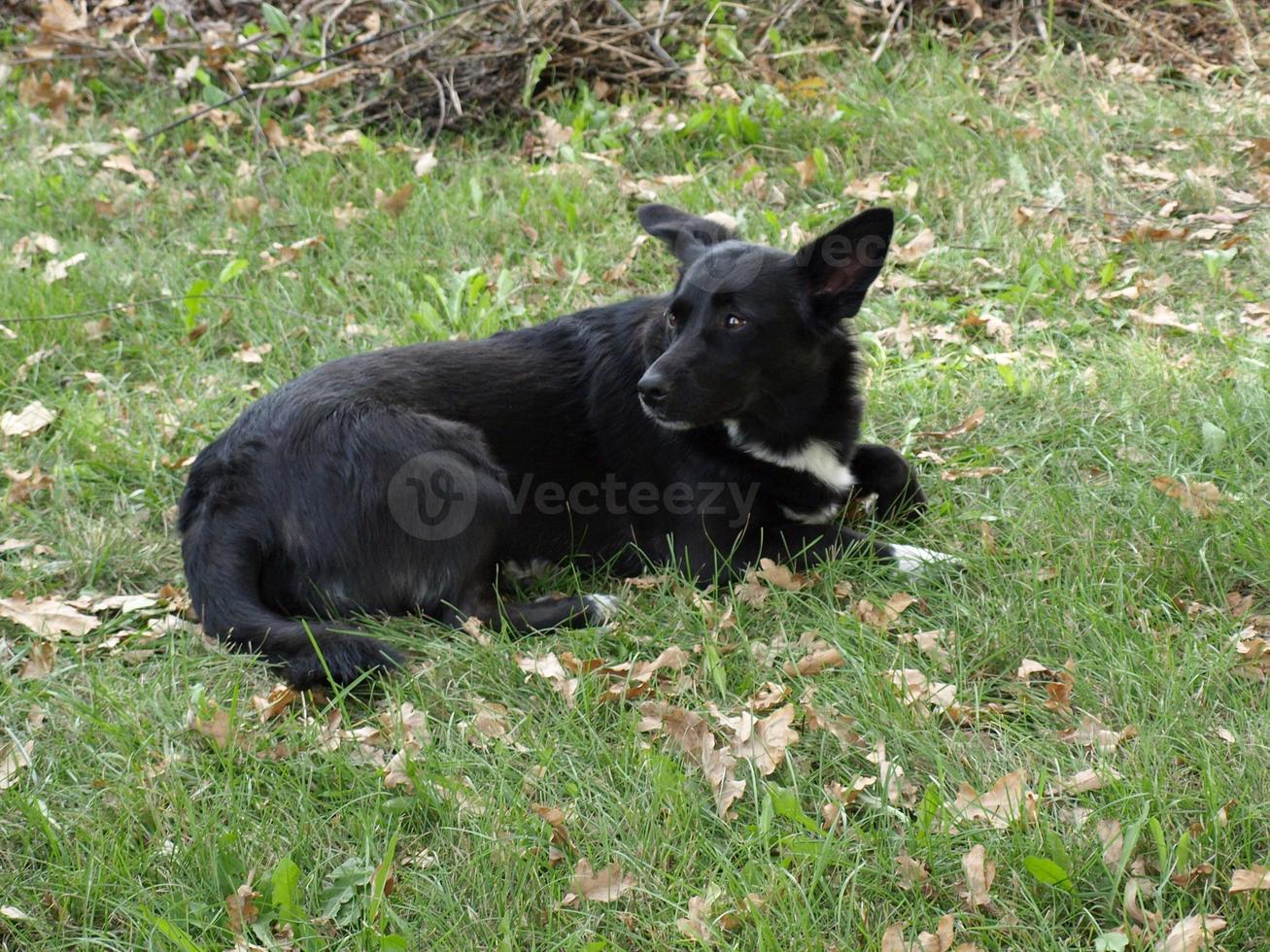 svart hund i gräset foto