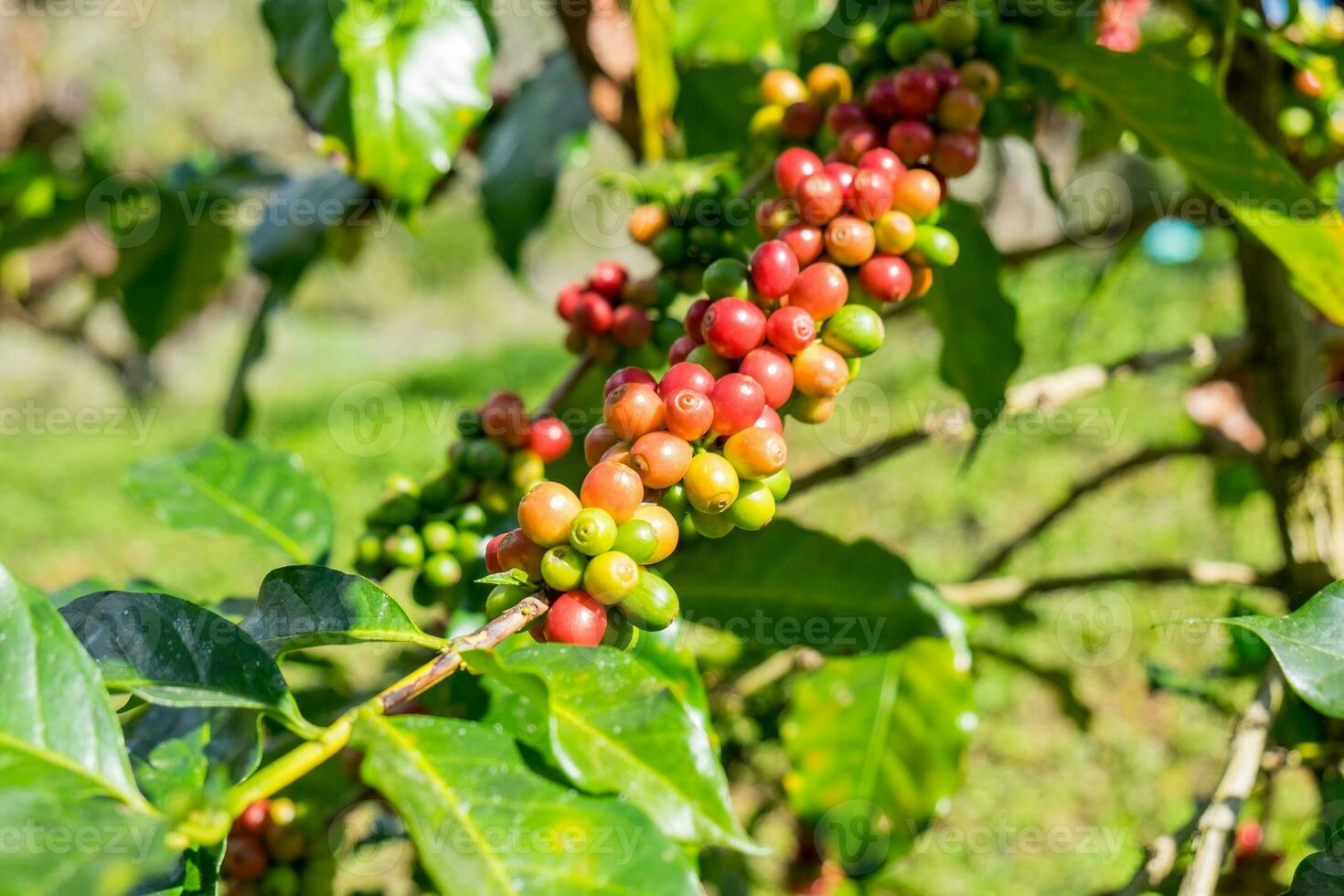 kaffe bönor arabica mogen på en träd foto