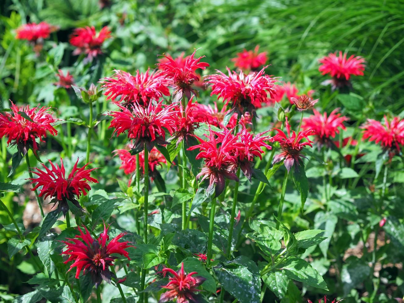 rött bi balm blommor sort monarda Cambridge scarlet foto