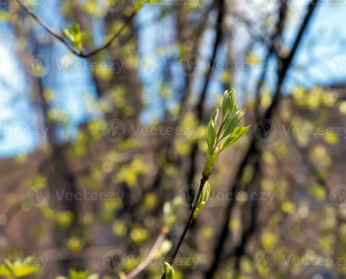 närbild av de knoppar, stam och små ung grön löv av sorbus torminalis l. solig vår dag . foto