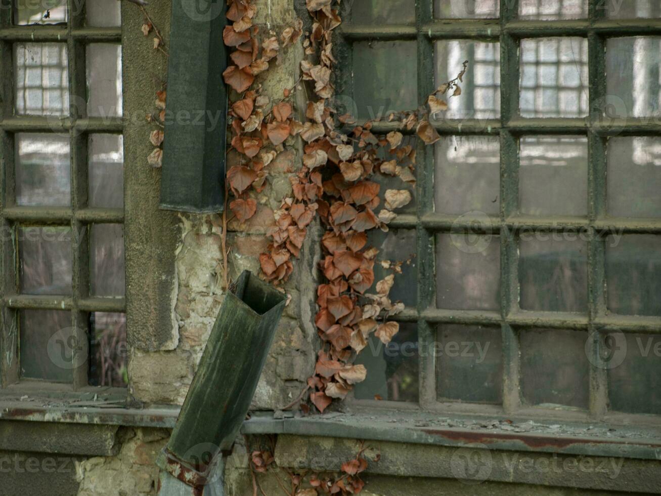 torr löv och bruten dränering rör på smutsig fabrik fönster foto