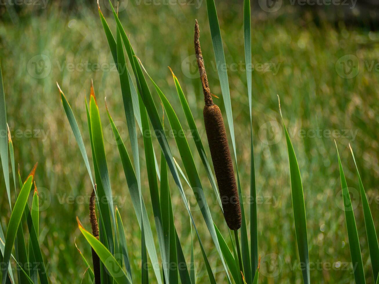 skön cattail - närbild skott foto