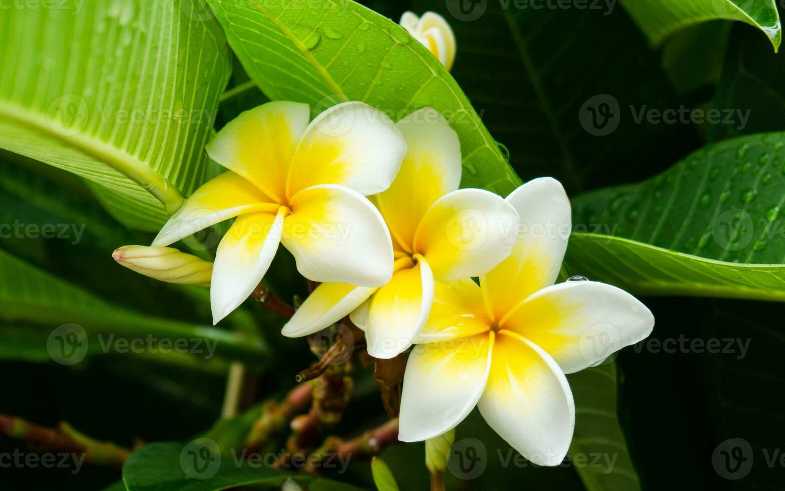 tre skön plumeria blommor bara efter de regn foto