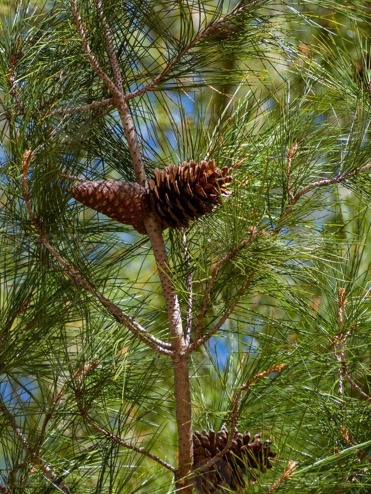 tre kottar - detalj av en skön grön tall träd - lång tall nålar foto