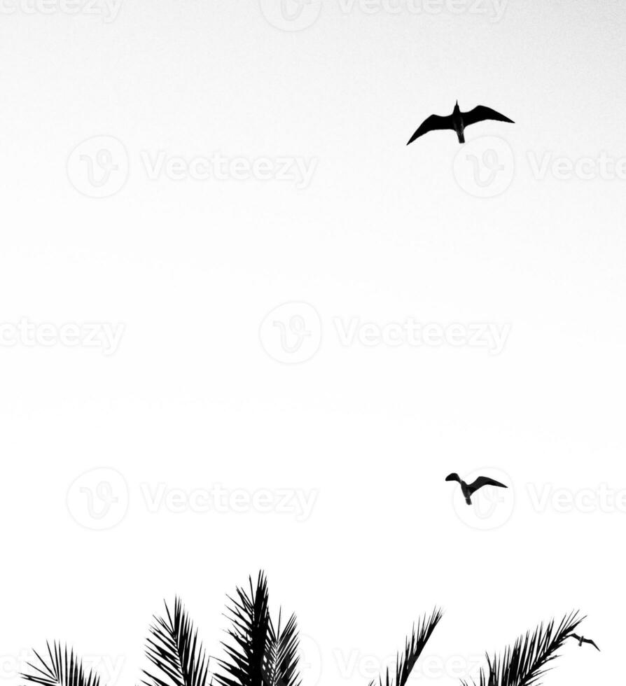fåglar flygande över en handflatan träd foto