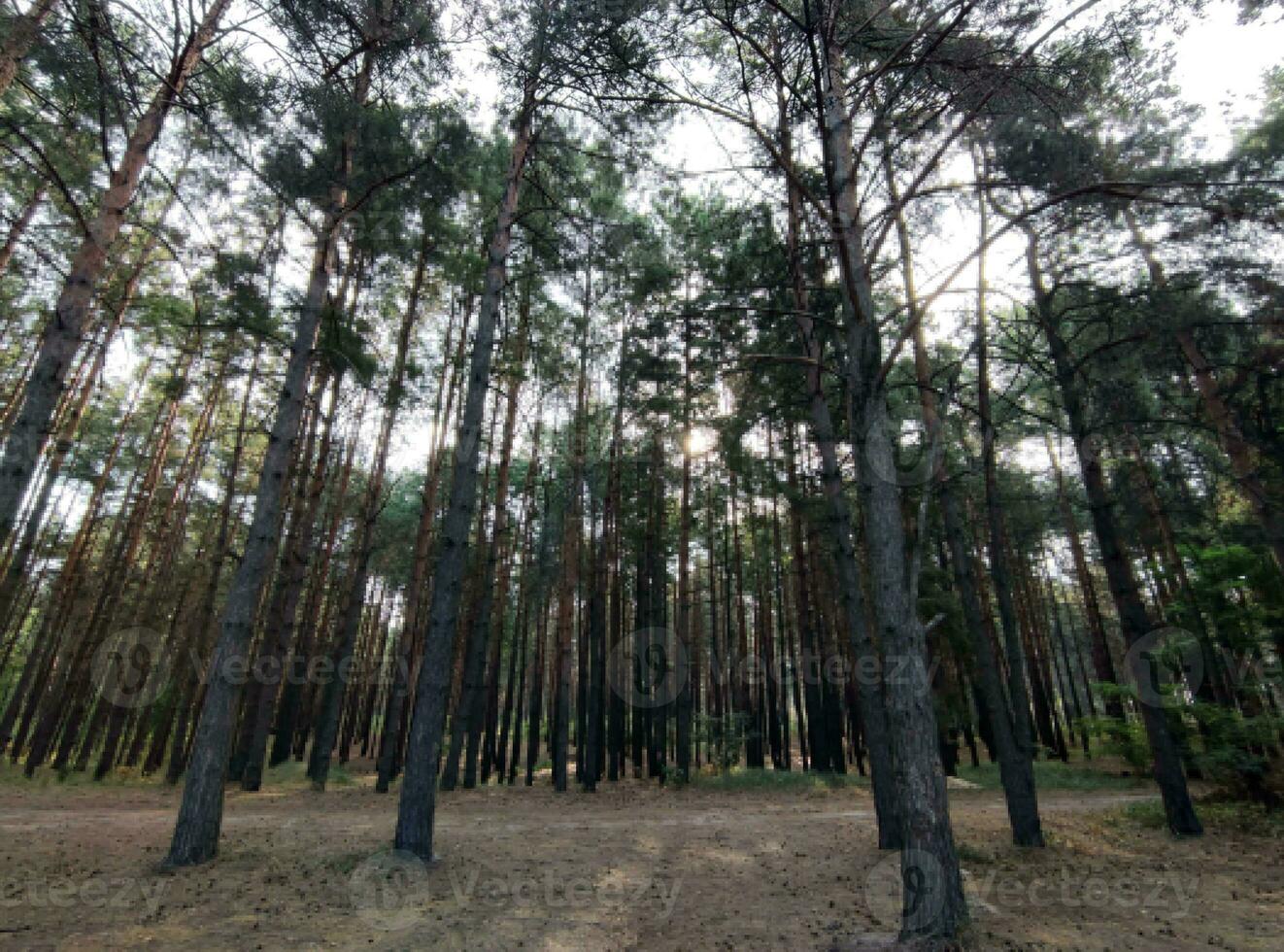 hög Granar skog, natur tapet, skön skog bakgrund foto