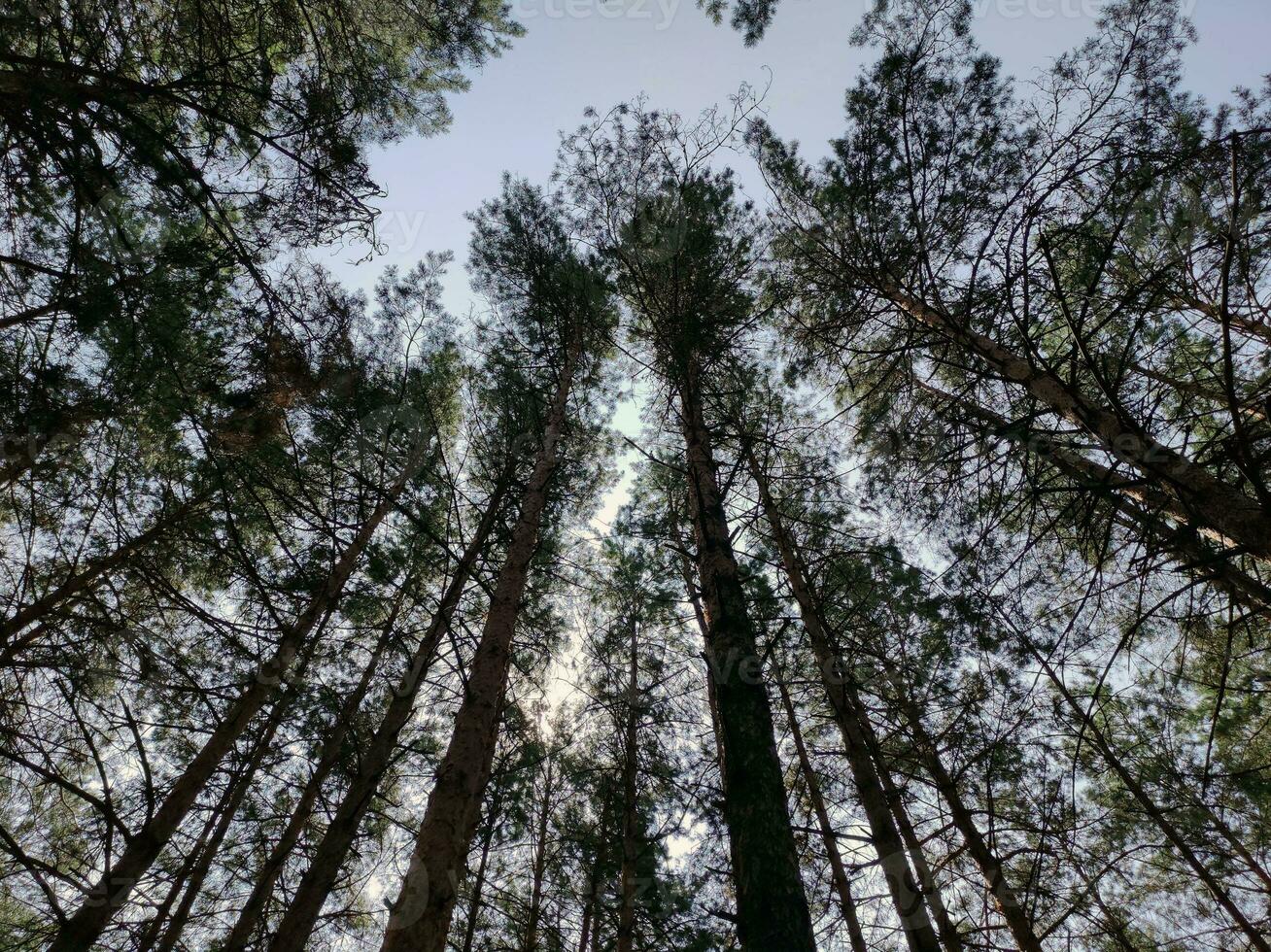 grön skog bakgrund. natur och Sol balkar foto