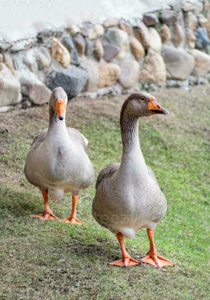 två brun gås foto