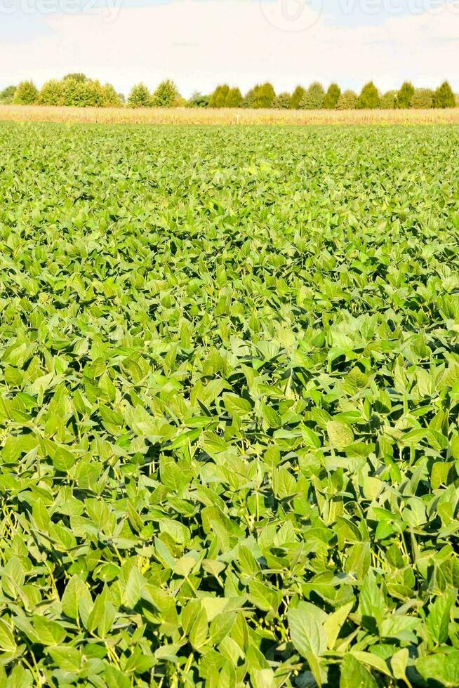 en fält av sojabönor med grön löv foto