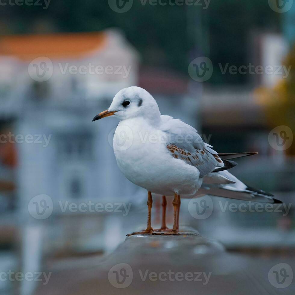 seagulls på de räcke i de hamn foto