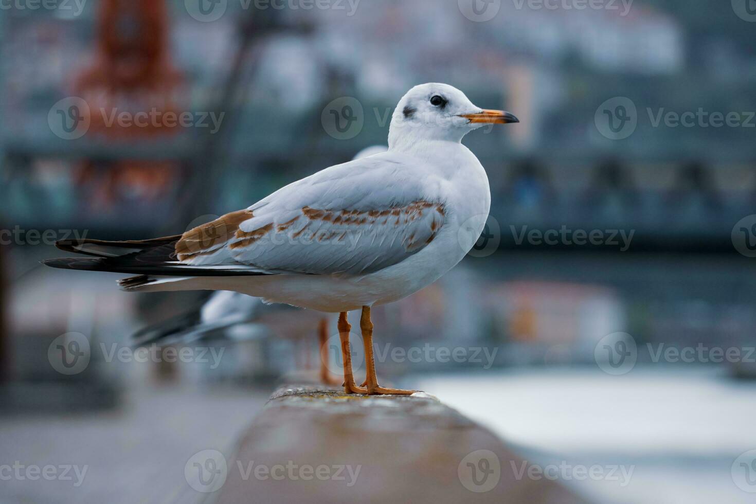 seagulls på de räcke i de hamn foto