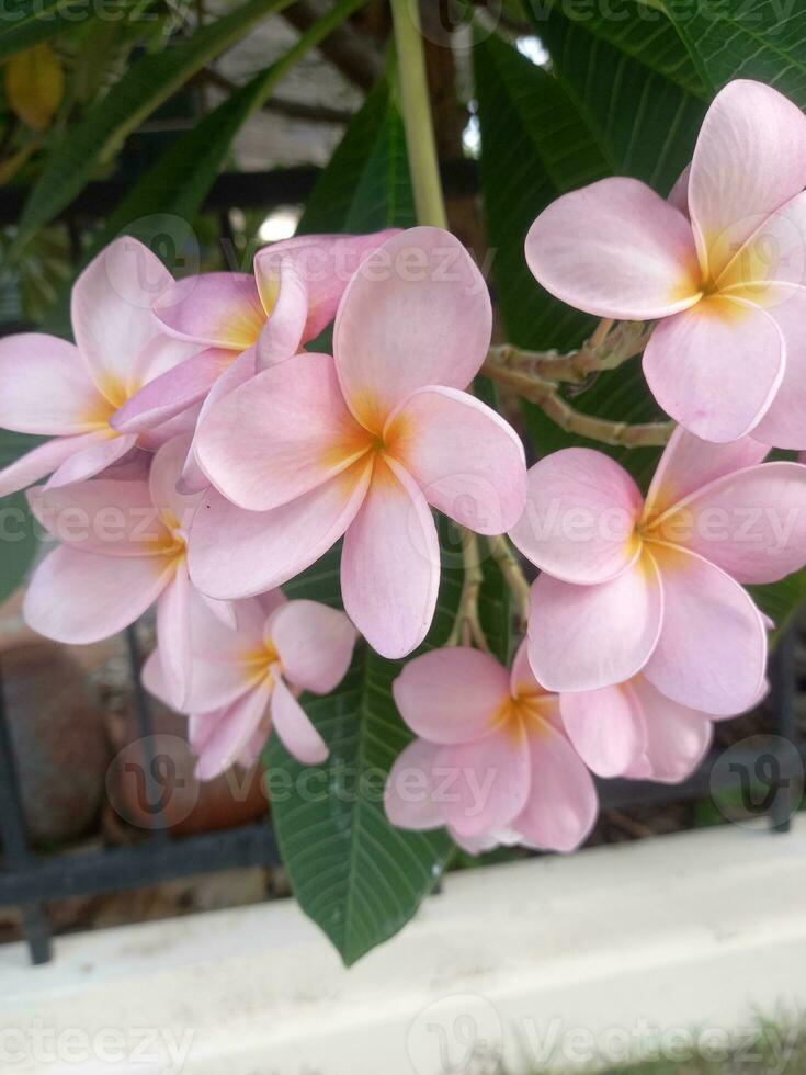 blommor blomma både i knoppar och i kluster eller enda blommor. foto