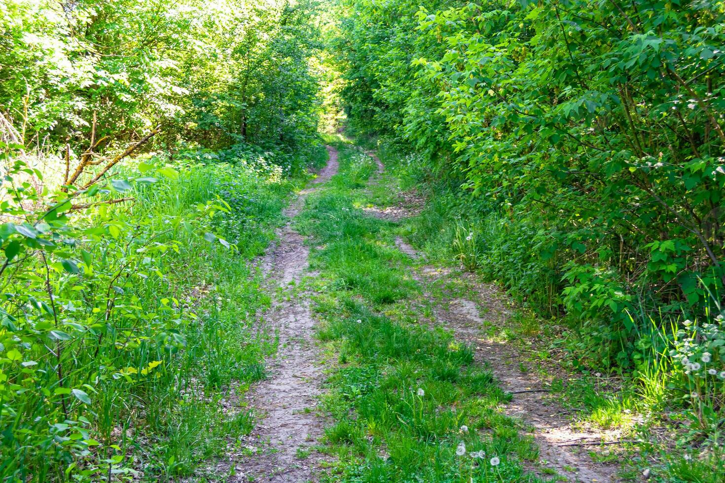 fotografi på tema skön gångstig i vild lövverk skog foto