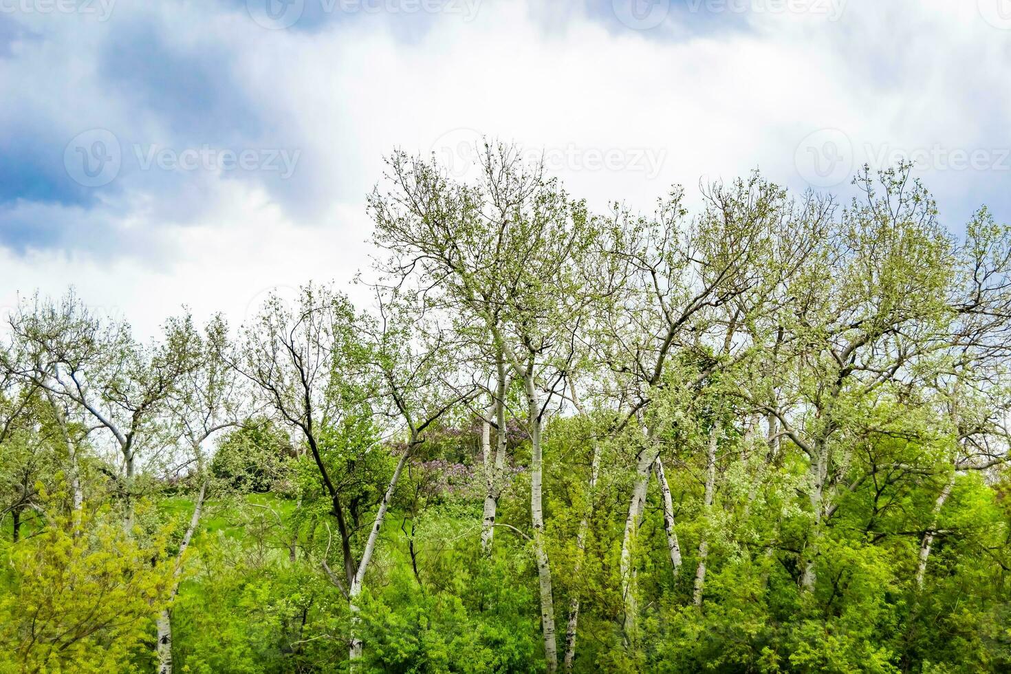 skön horisont landskap i by äng på Färg naturlig bakgrund foto