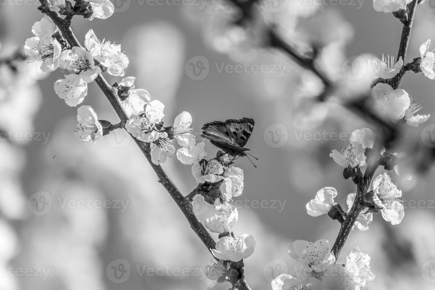 fjäril på gren med aprikosblommor i svartvitt foto