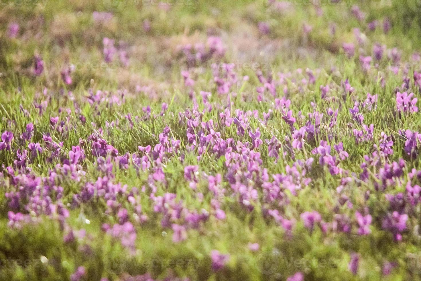 gräsbevuxen fält med lila blommor foto