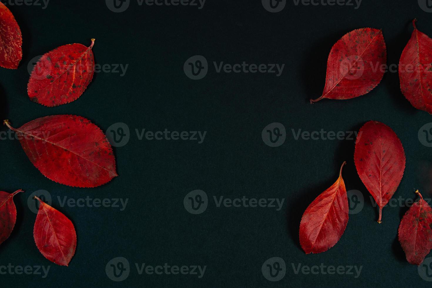 höstbakgrund från vackra röda blad på svart bakgrund. foto