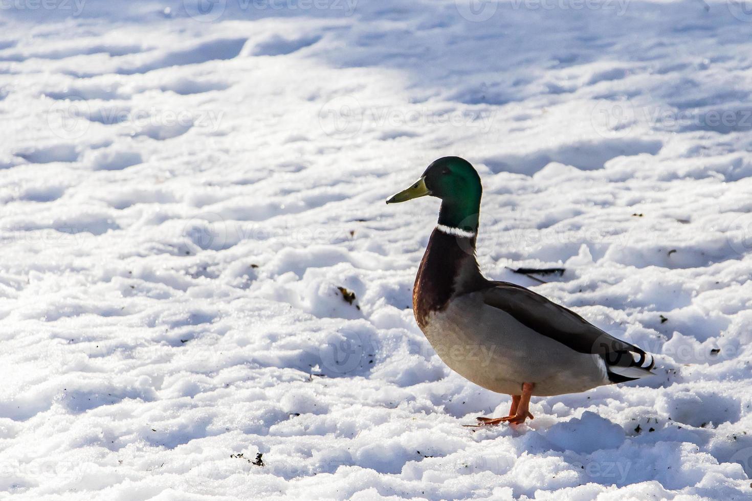 vilda ankor på vintern på en snöbakgrund foto