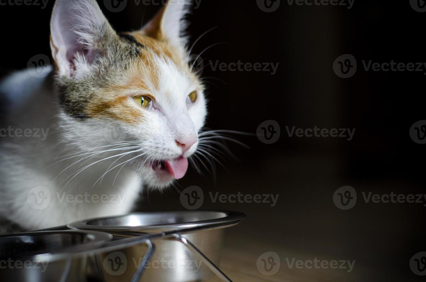 hungrig tricolor katt äter torrfoder foto