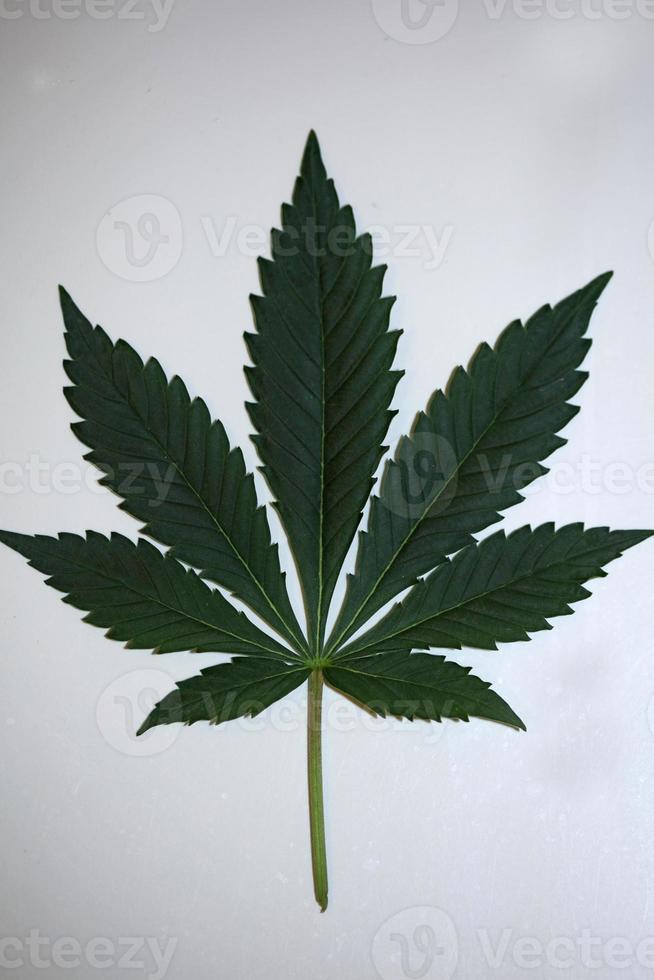 marihuana grönt blad närbild modern isolerad medicinsk cannabis sativa foto