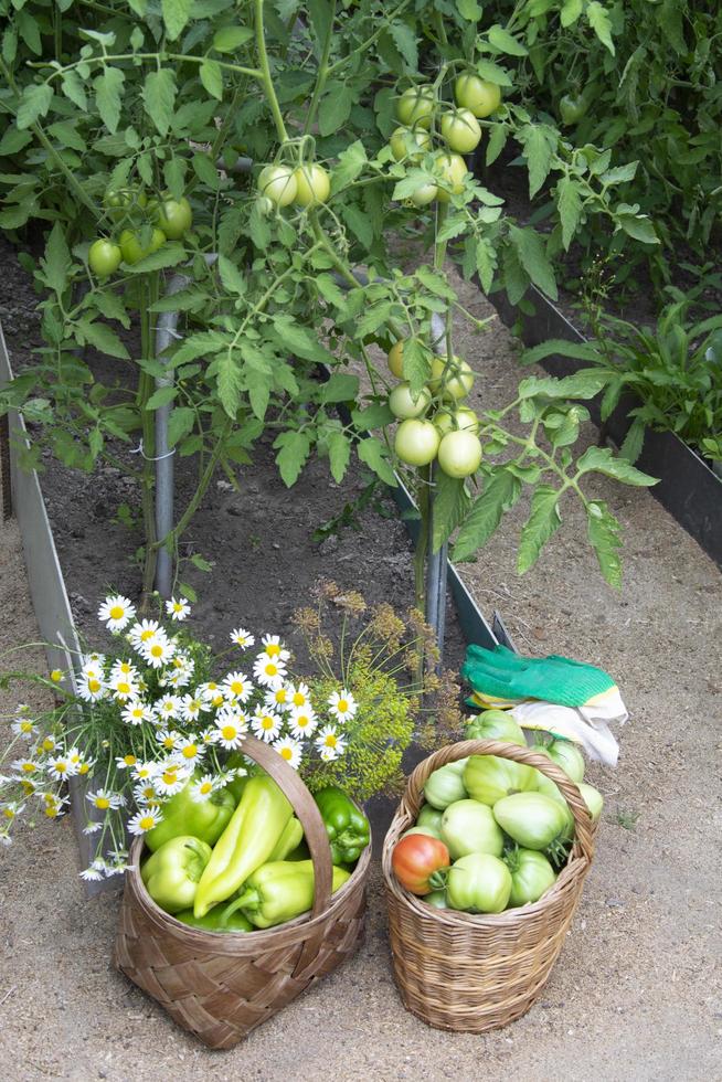 skördar grönsaker i växthuset. tomater och paprika foto