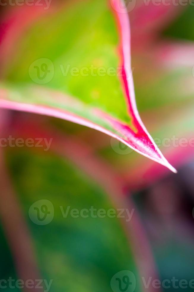 vacker färg på blad av aglaonema 'siam aurora' foto