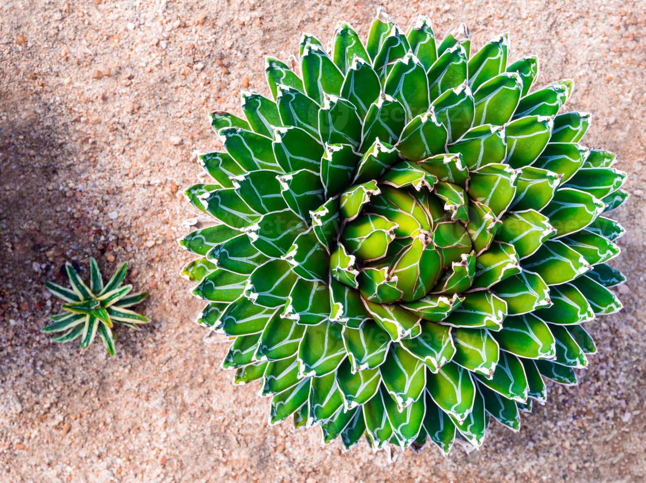 färska blad detalj av agave victoriae reginae foto