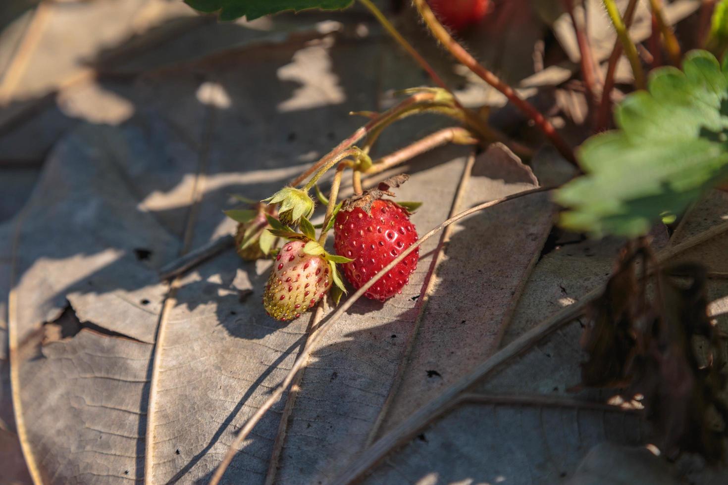 färsk jordgubbsfrukt från jordgubbsträdet foto