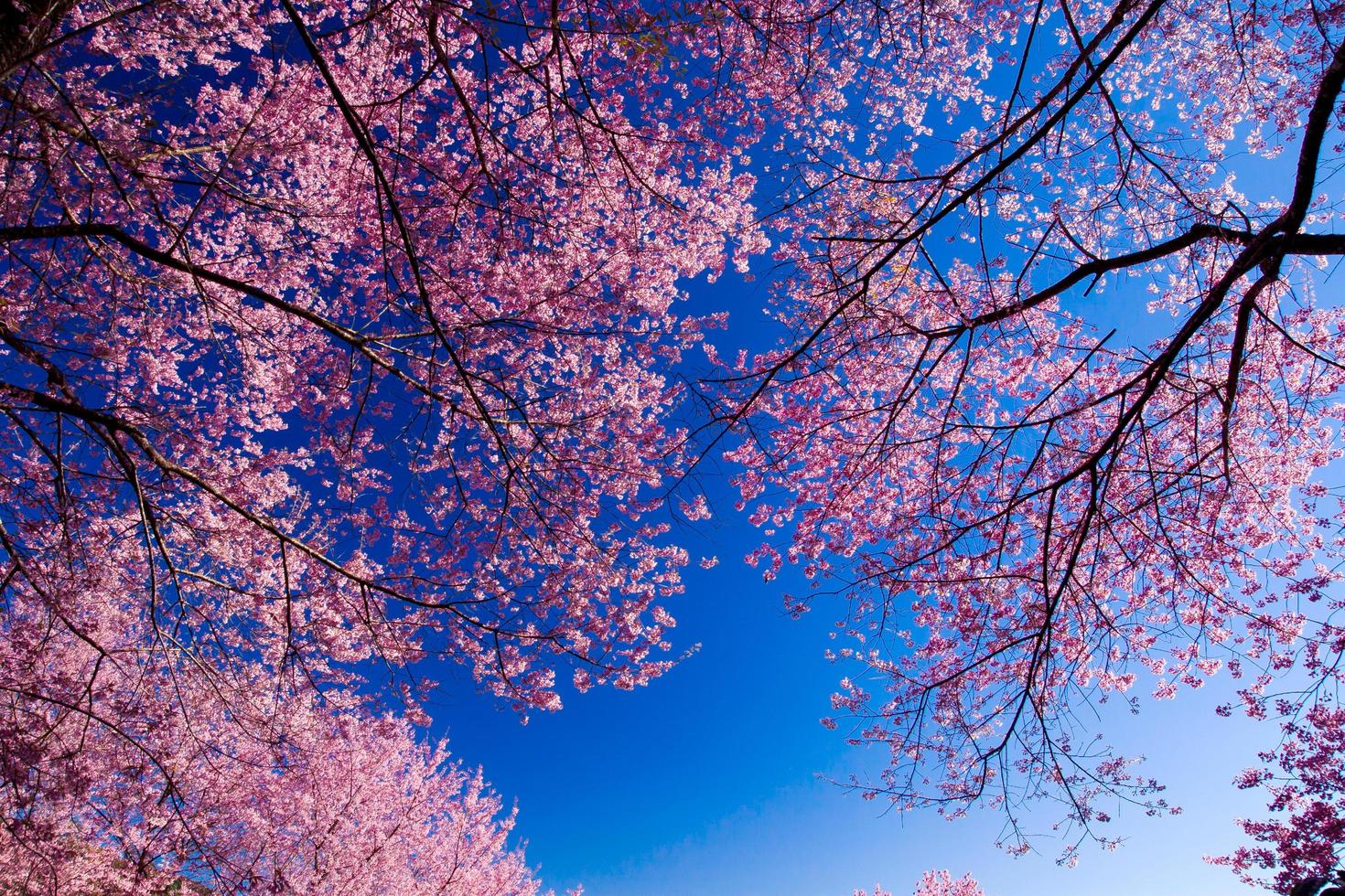 vackra körsbärsblommor foto