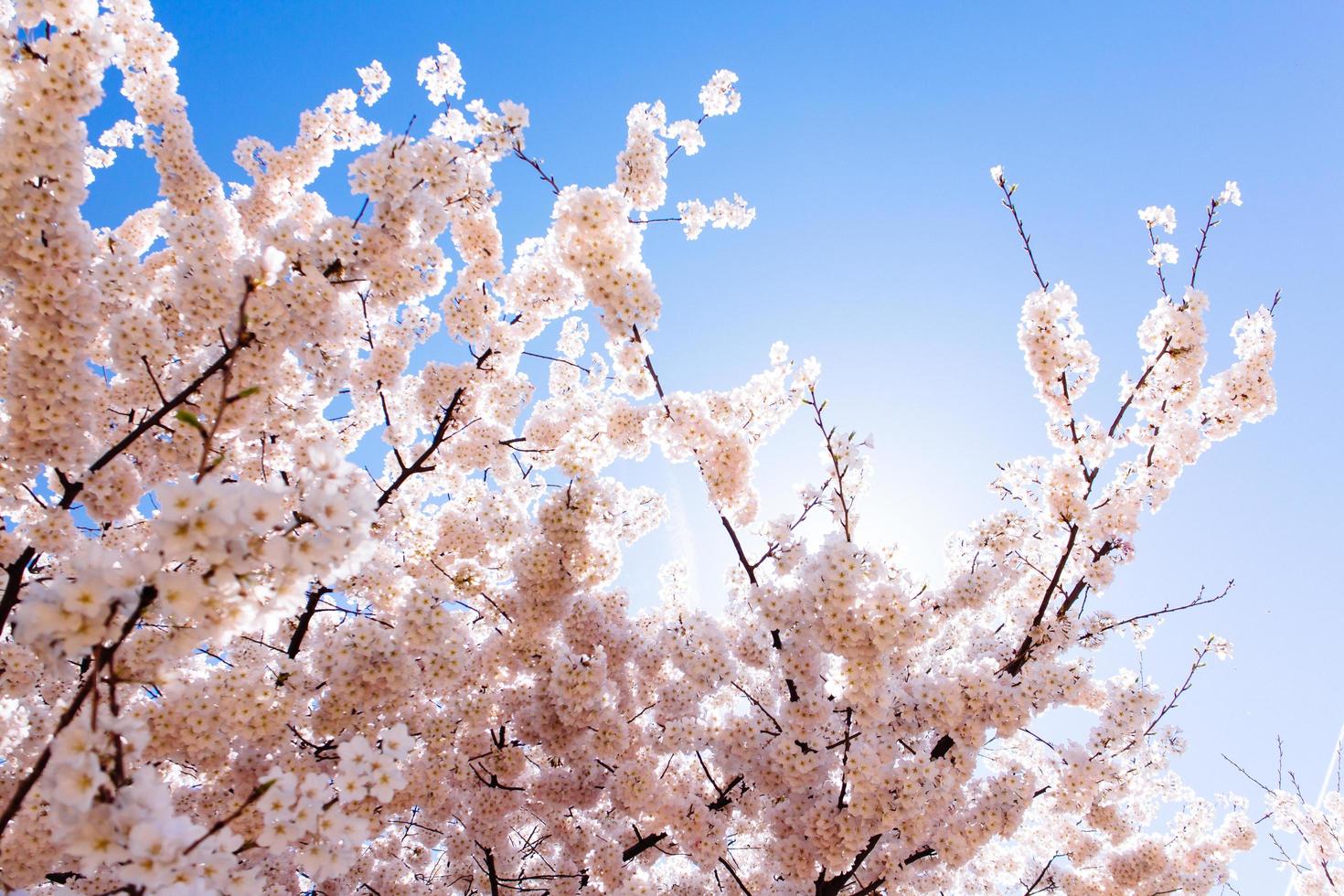 körsbärsblommor vid tidvattensbassängen. foto