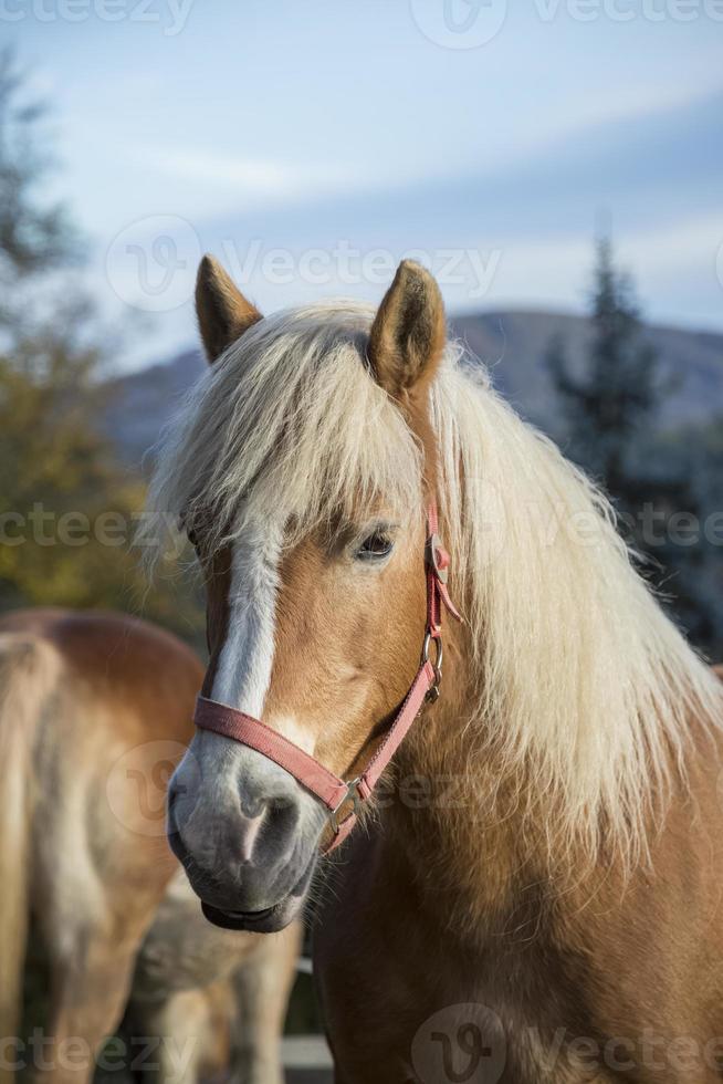 porträtt av vacker häst foto