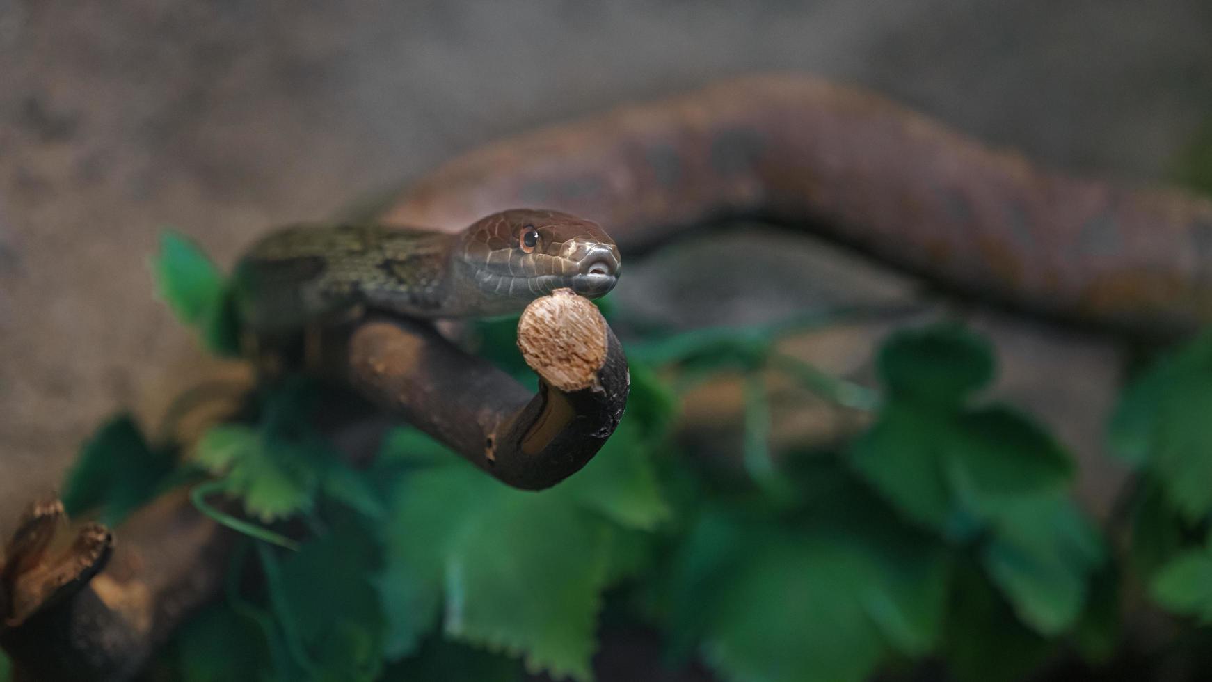 orthriophis moellendorffi på gren foto