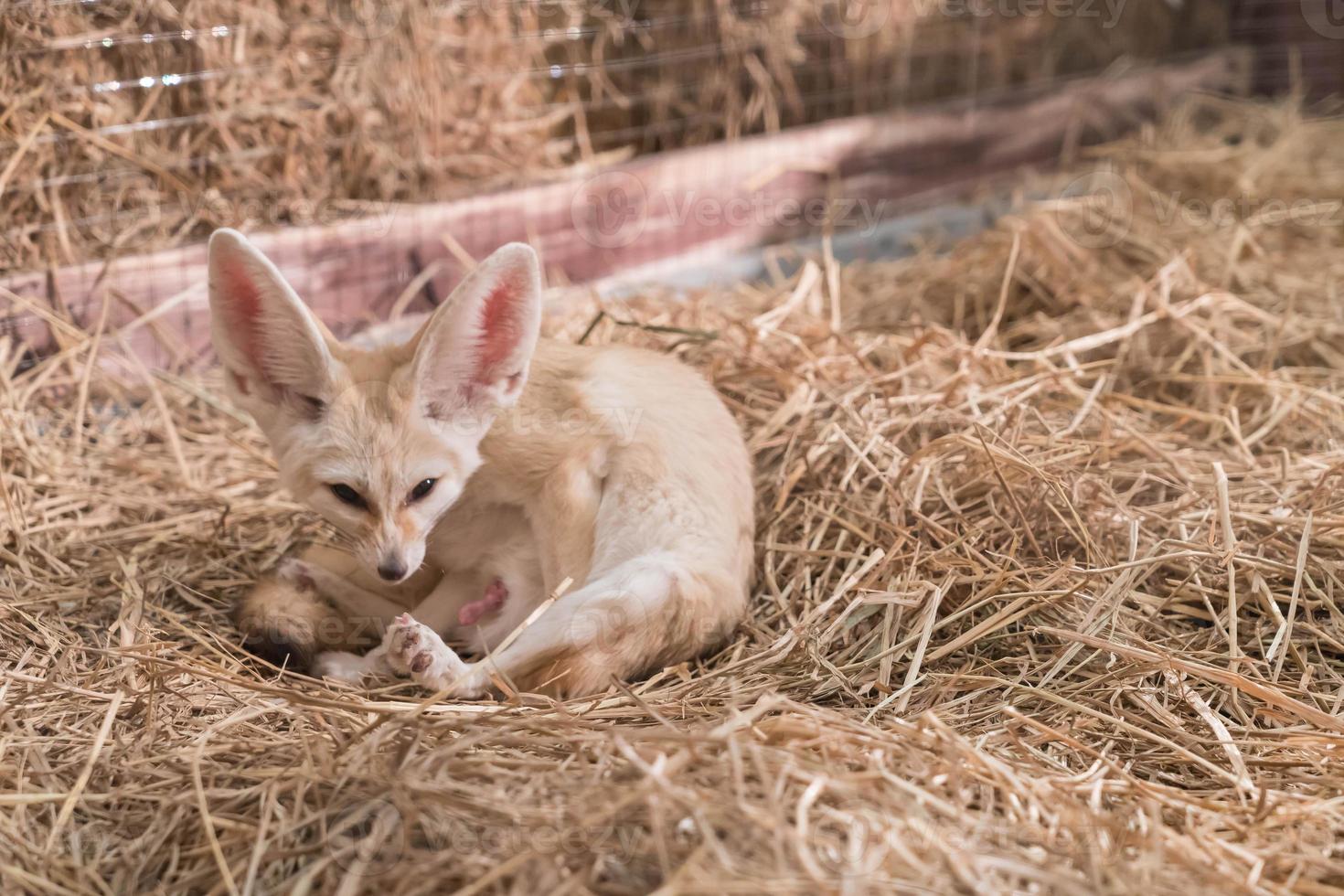 fennecräv eller ökenräv foto