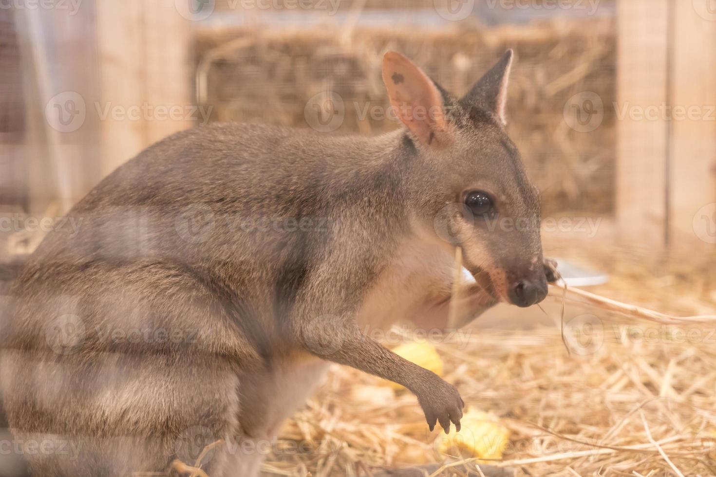 wallaby eller minikänguru foto