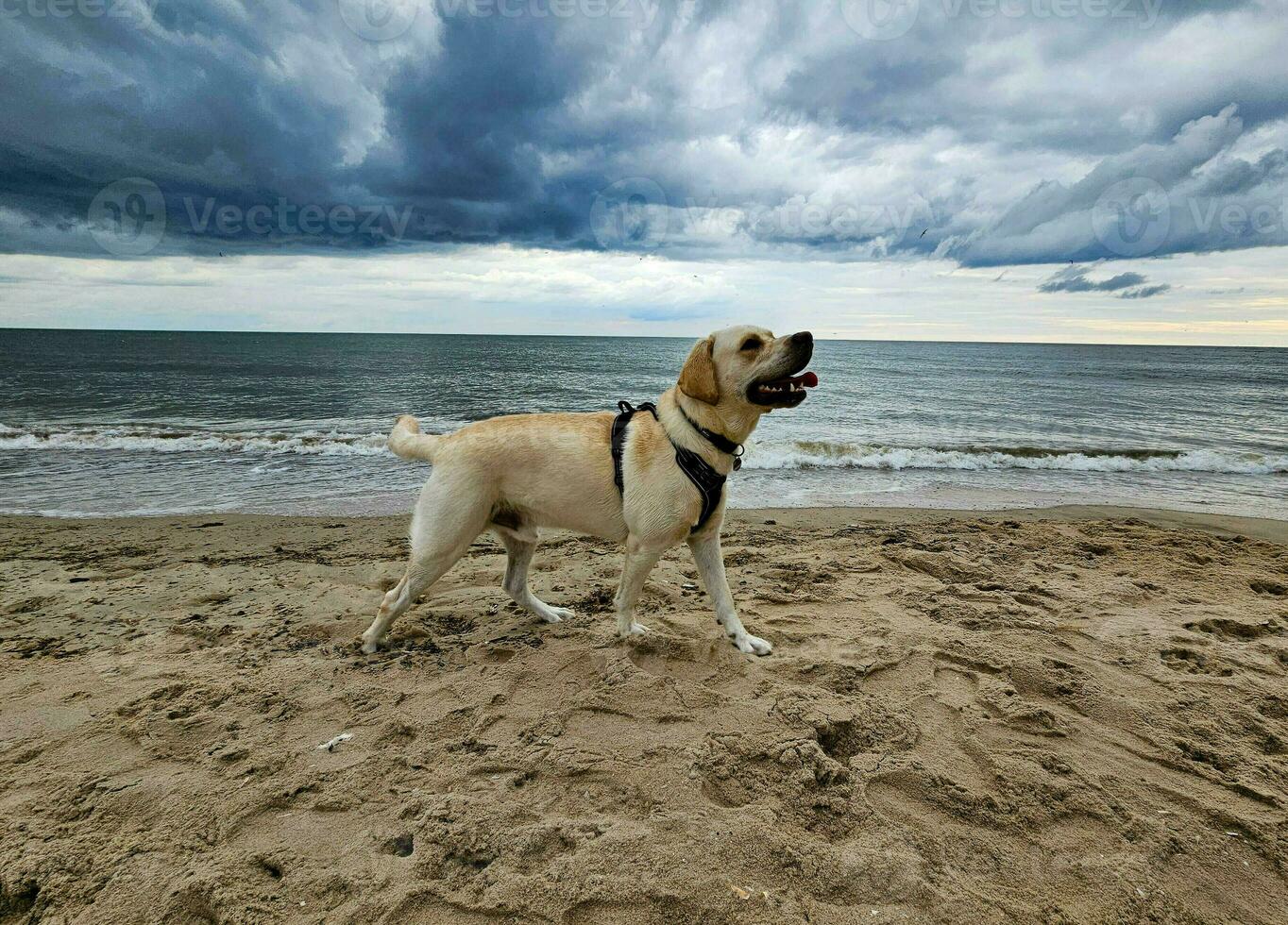 vit kort överdragen brittiskt labrador retriever på de strand av blavand Danmark foto