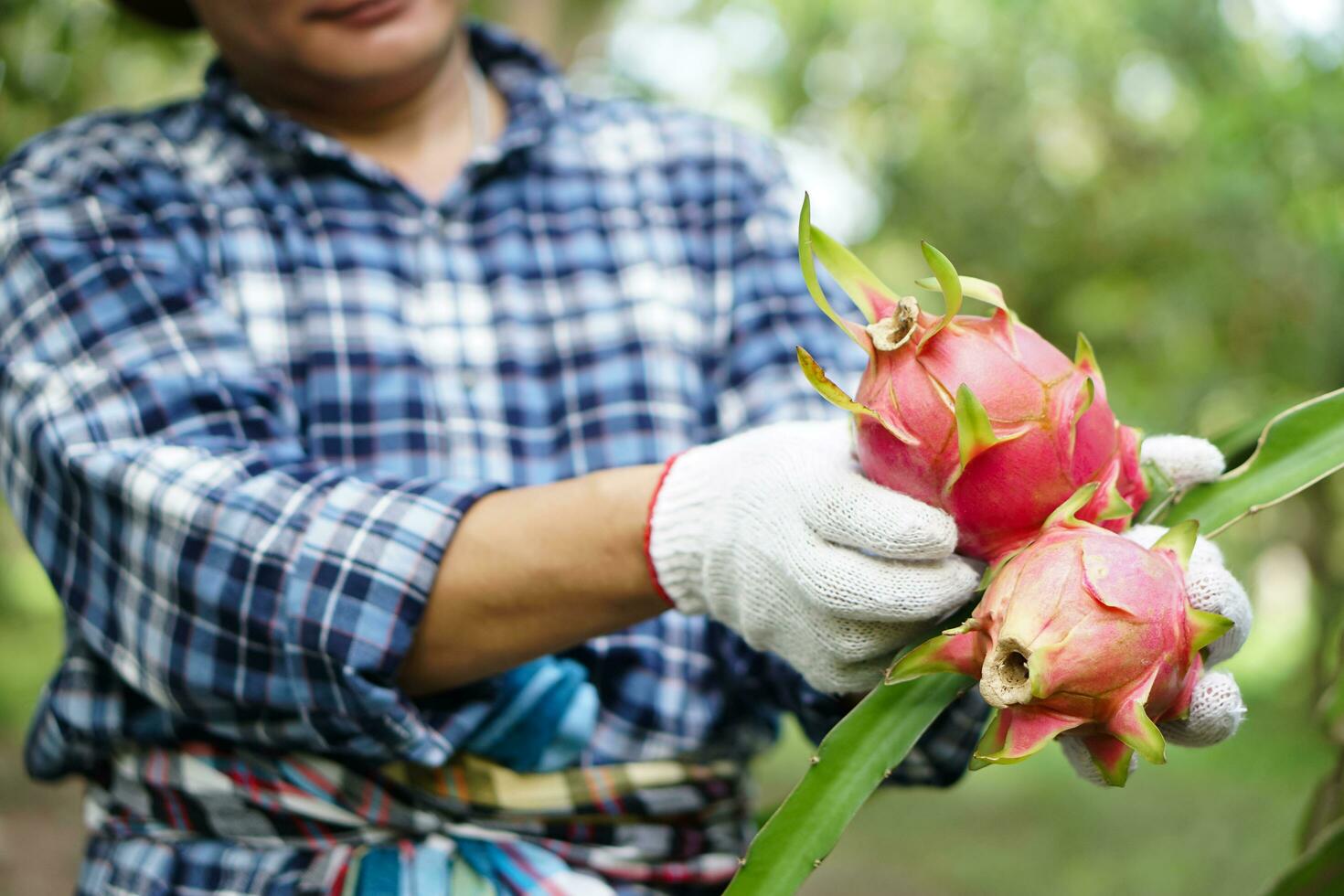 stänga upp jordbrukare händer bär vit handskar, plockning, skörd drake frukt i trädgård. begrepp, lantbruk ockupation. thai jordbrukare växa organisk frukt för äter, delning eller försäljning i gemenskap. foto