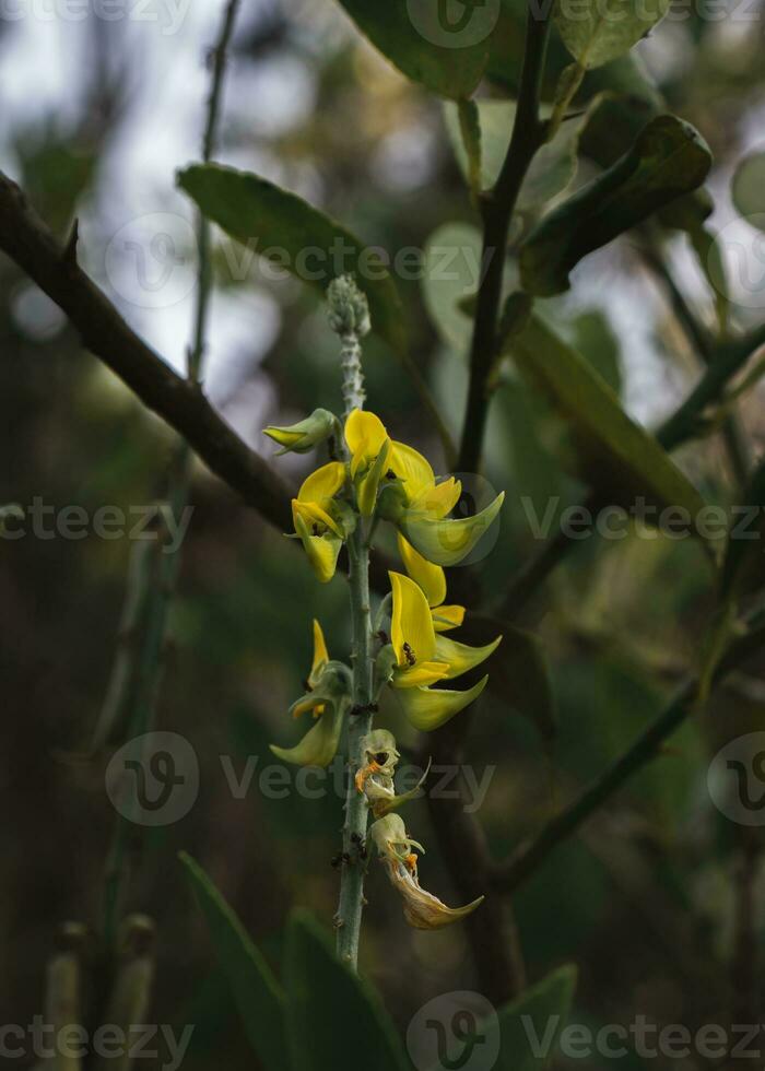 gul blommor av en rattlepods växt. foto