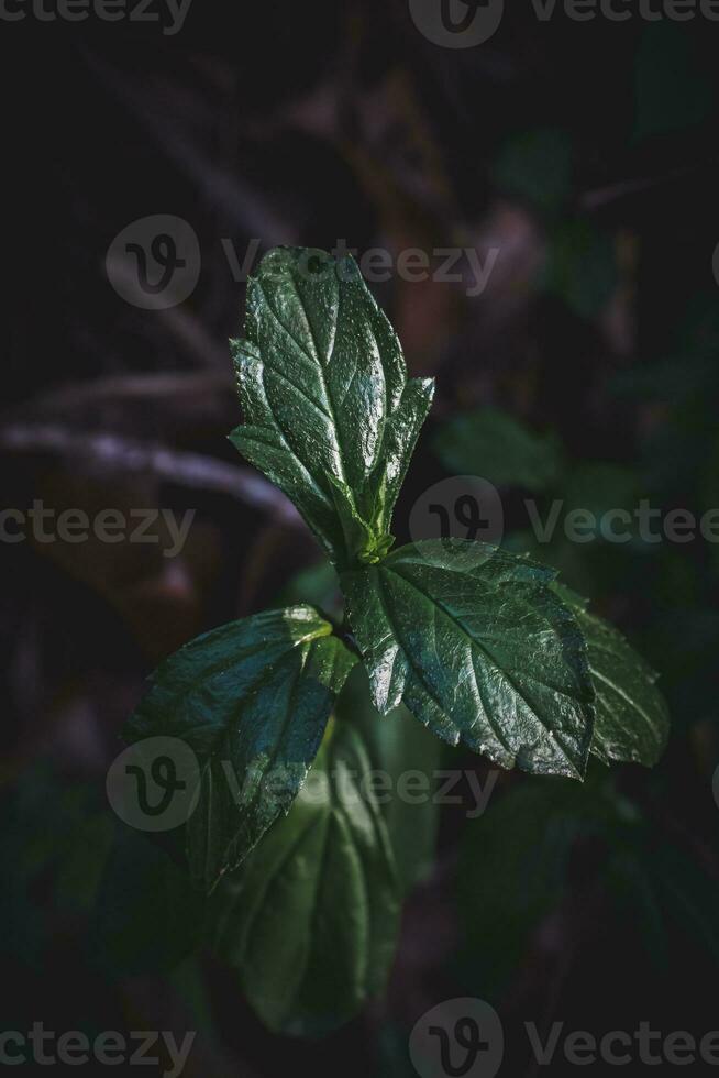 grön löv på en mörk bakgrund. foto