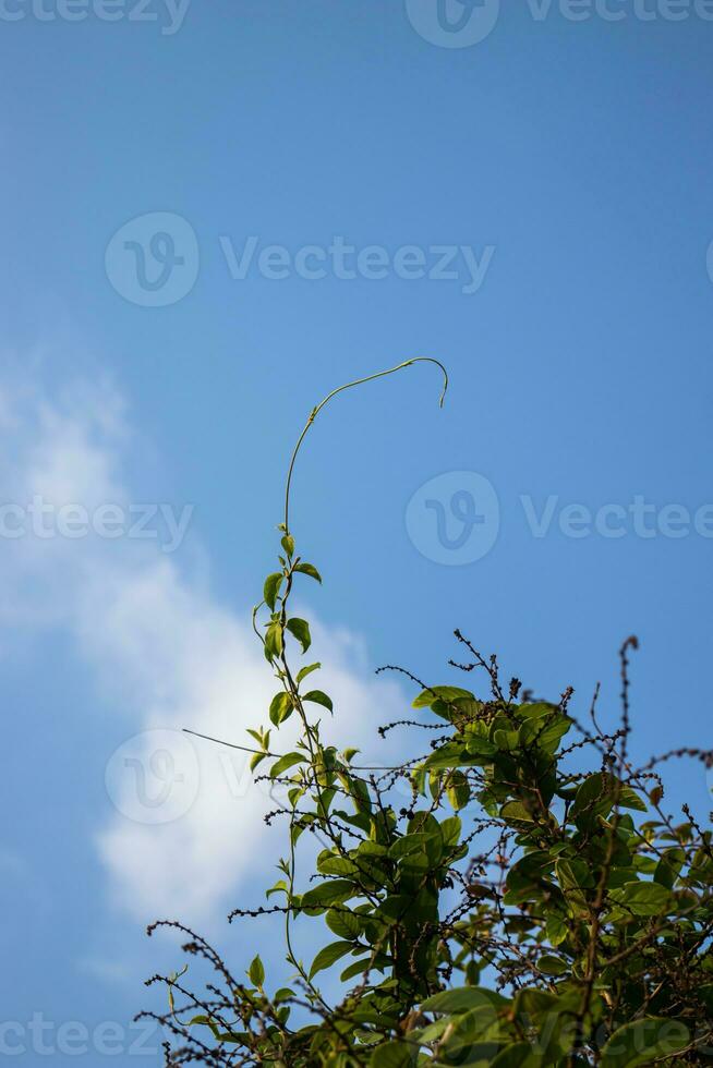 klättrande växt på blå himmel bakgrund foto