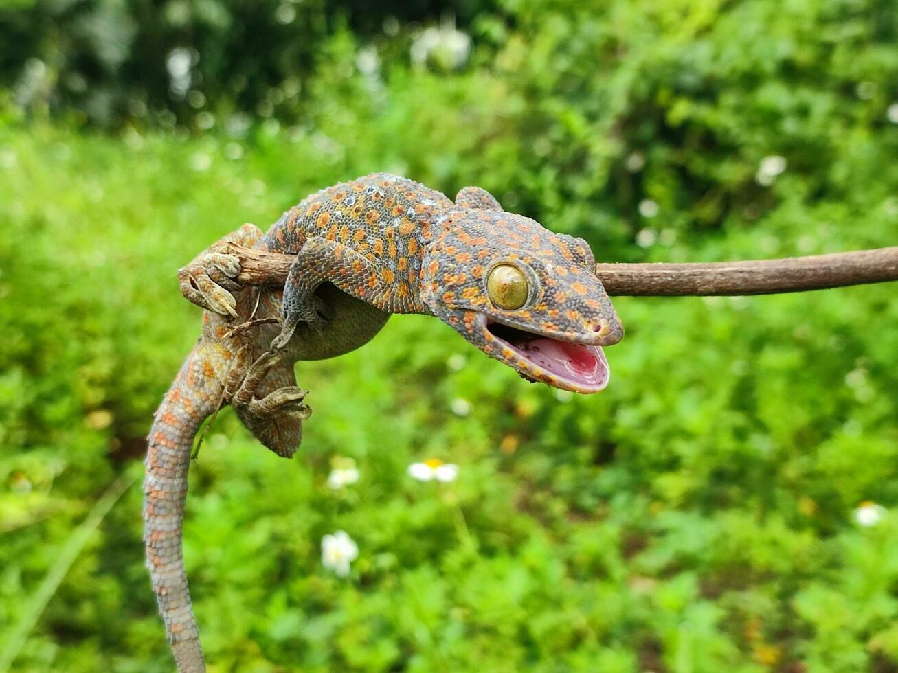 Foto av gecko i de vild