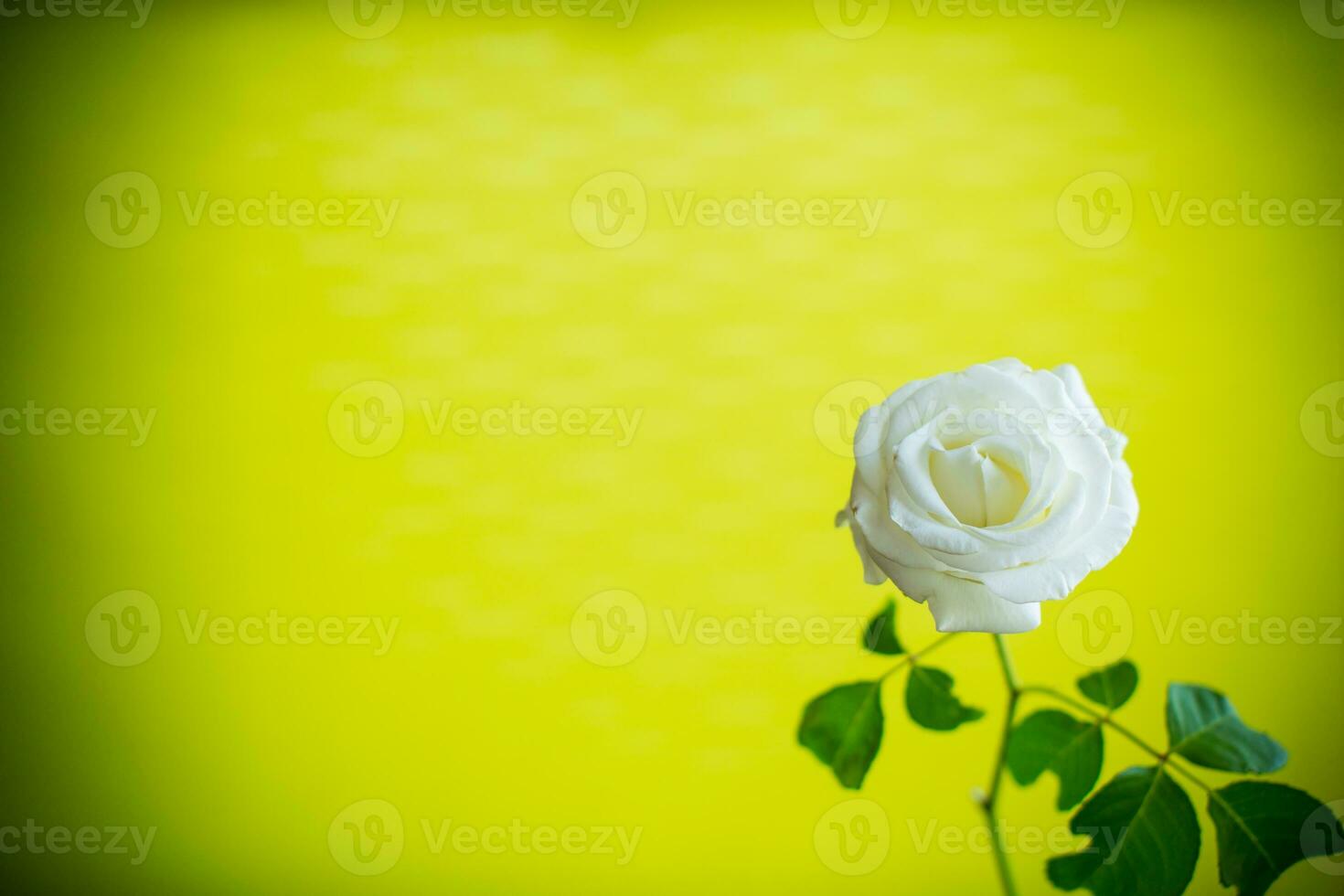 skön blomning vit reste sig blomma på grön bakgrund. foto