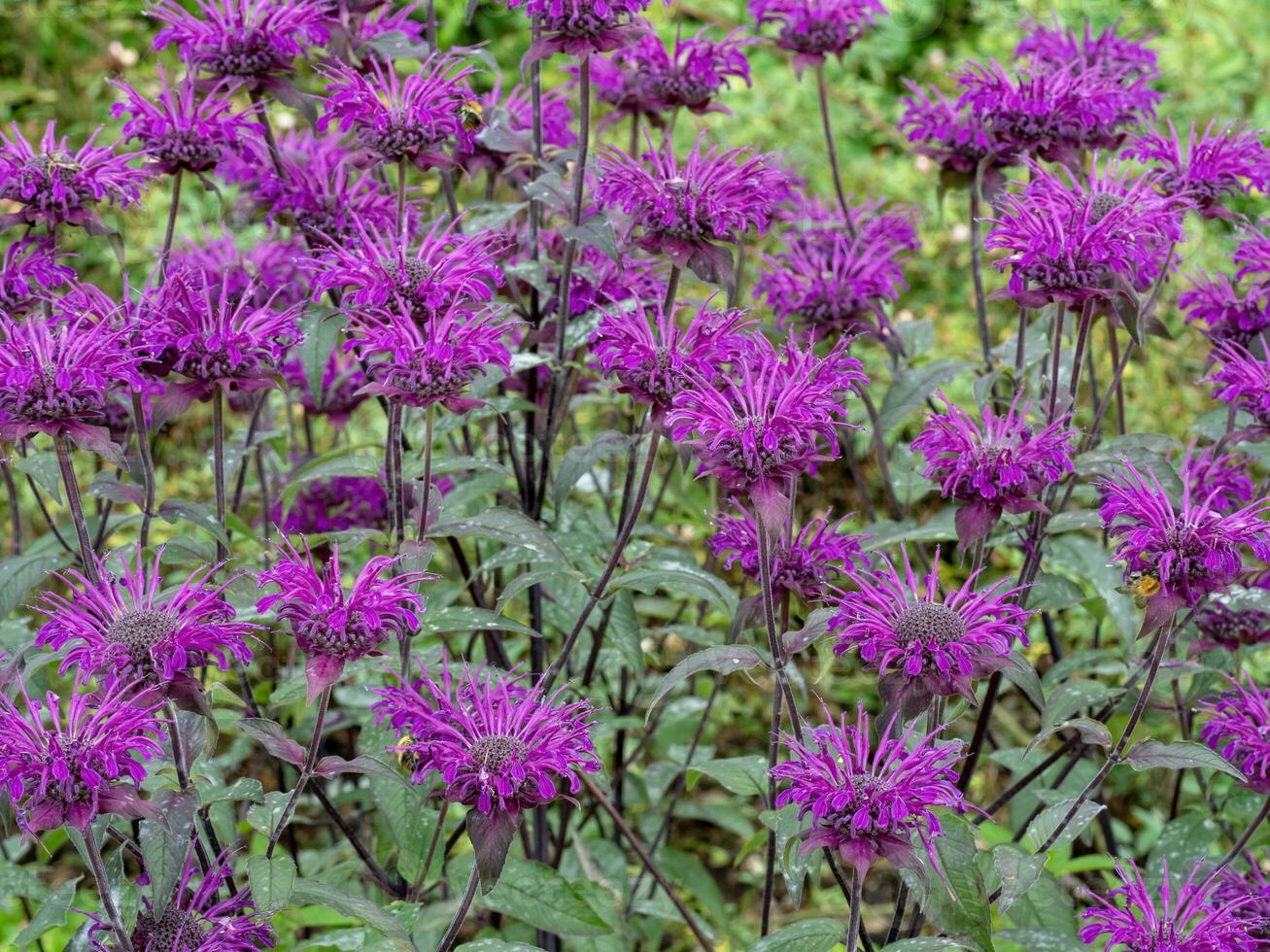 lila monarda bi balsam blommor i en trädgård foto