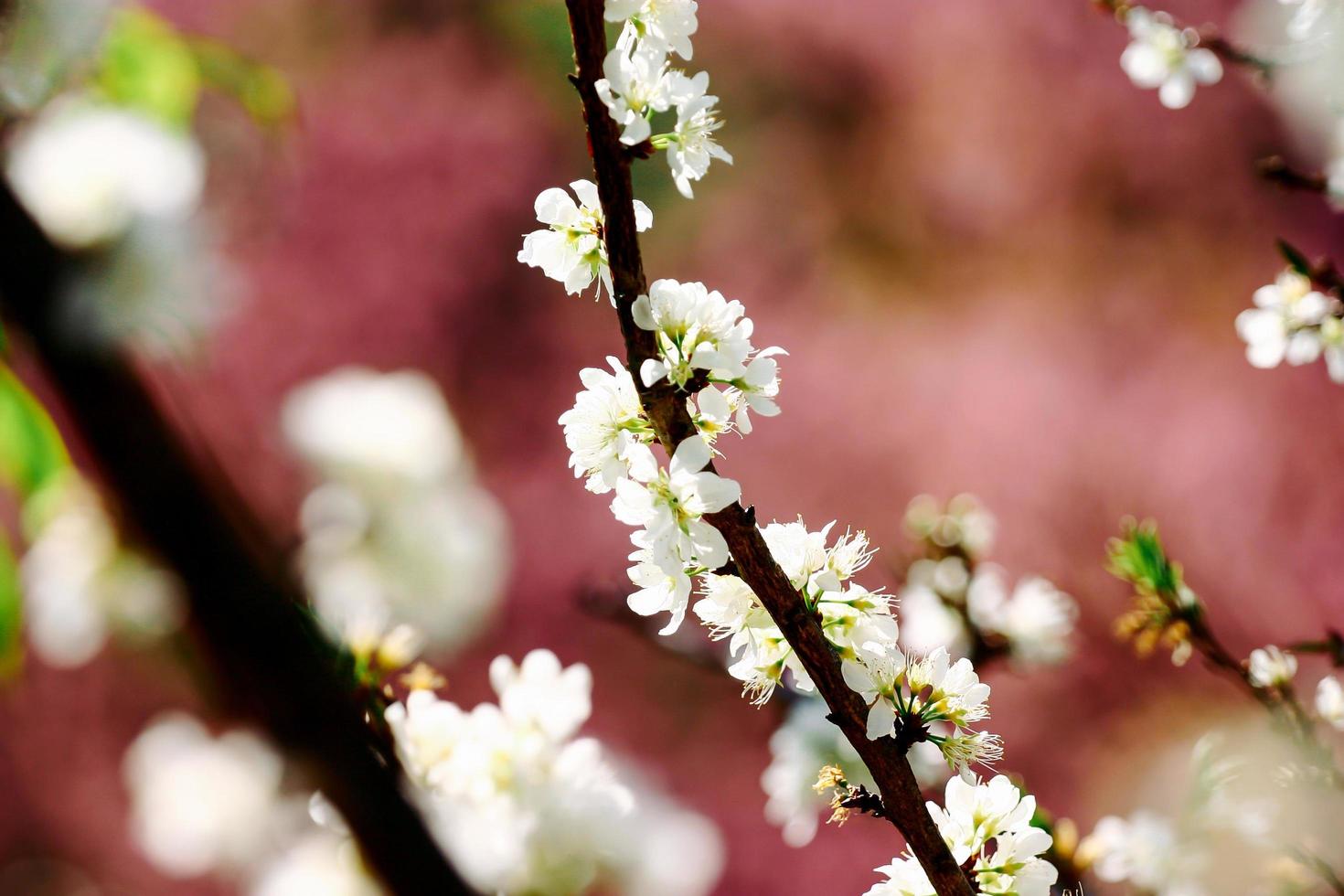 vackra körsbärsblommor foto