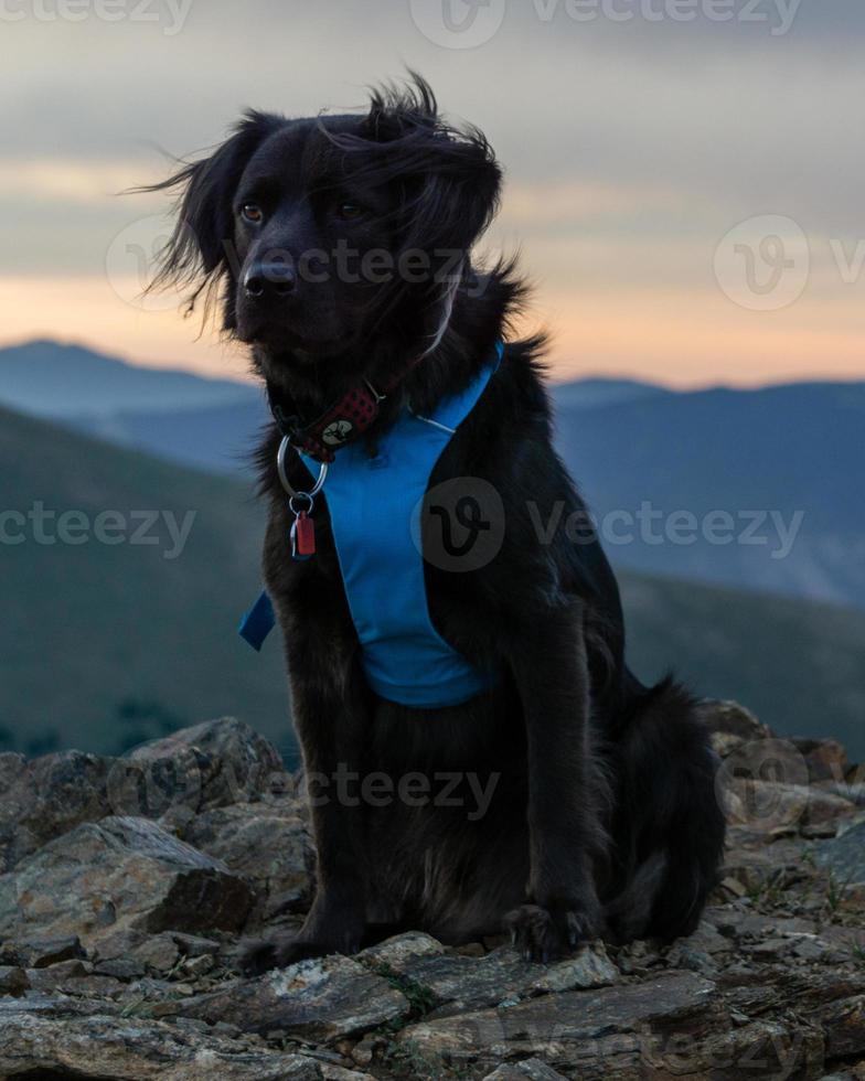 svart hund på bergstoppen foto