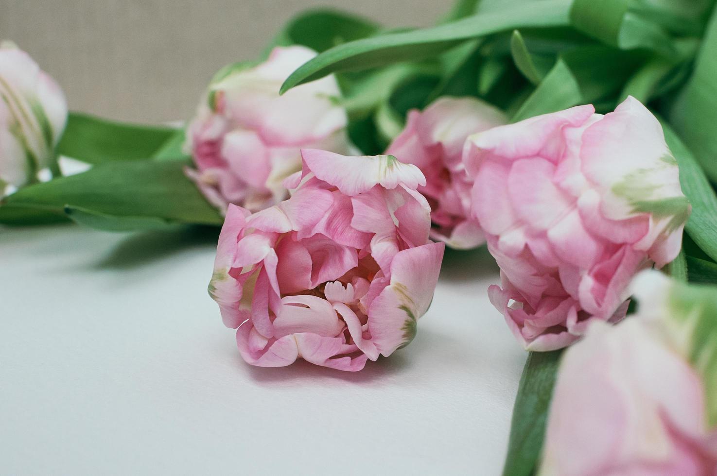 närbild av rosa pion tulpan blommor på vit bakgrund foto