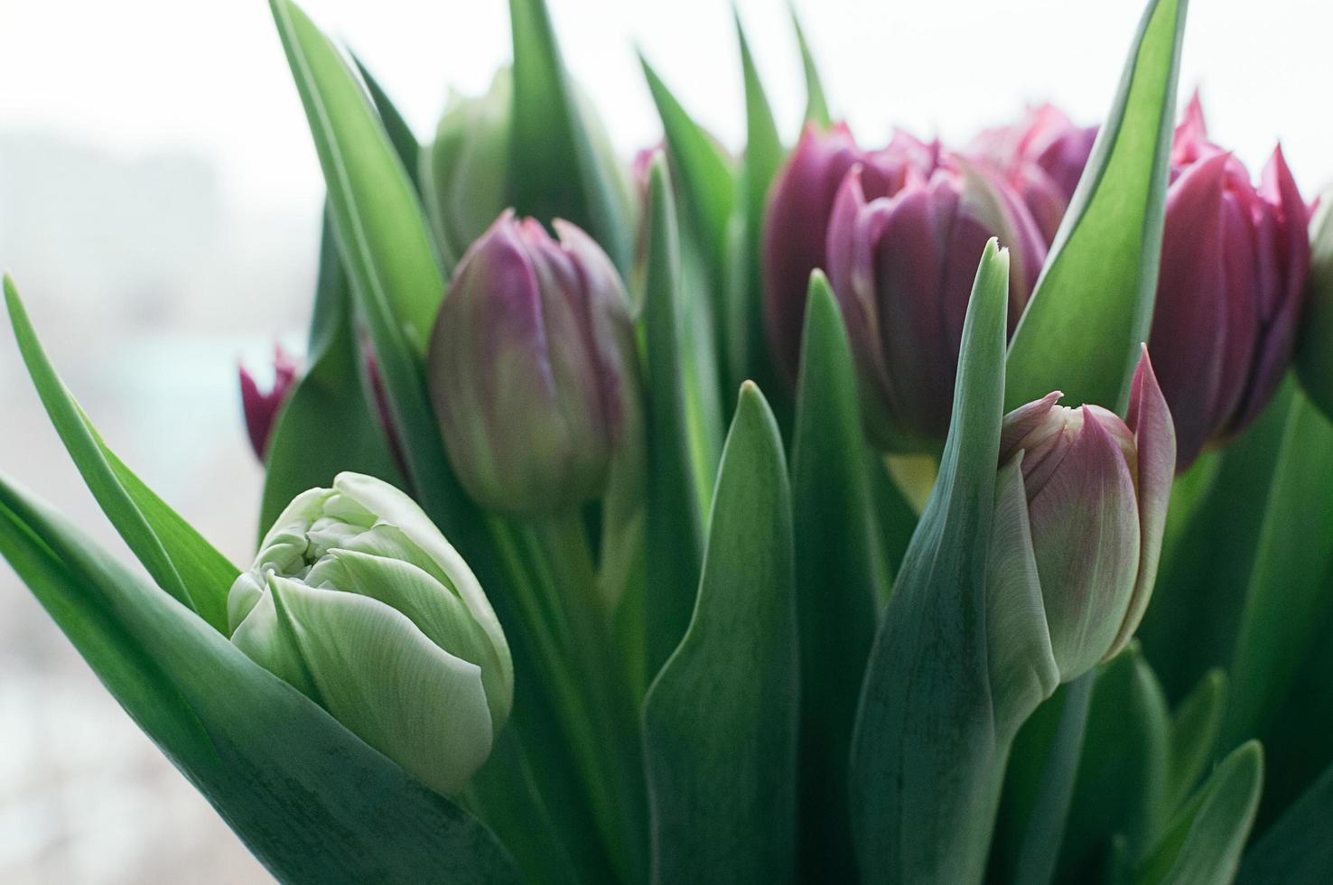 våren färska blommor suddig abstrakt bakgrund foto